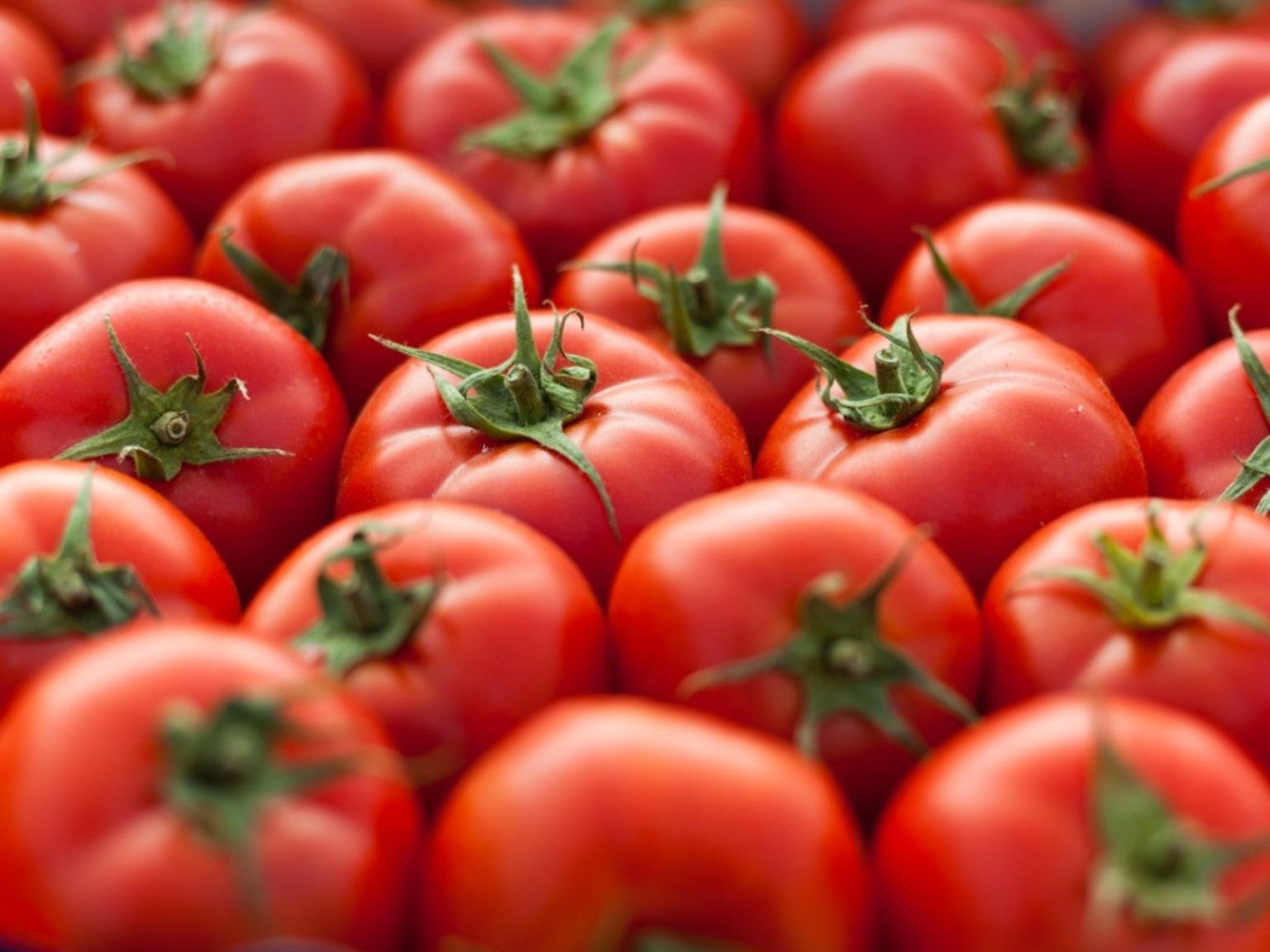 Tomatoes